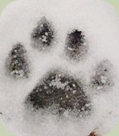 Mountain Lion Tracks and Sign An Online Field Guide